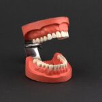 مدل نمایشی بهداشت دهان و دندان با لولا استیل برند حاس با 28 دندان ثابت