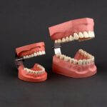 مدل نمایشی بهداشت دهان و دندان X2 با 28 دندان ریشه‌دار و لولا پلاستیکی