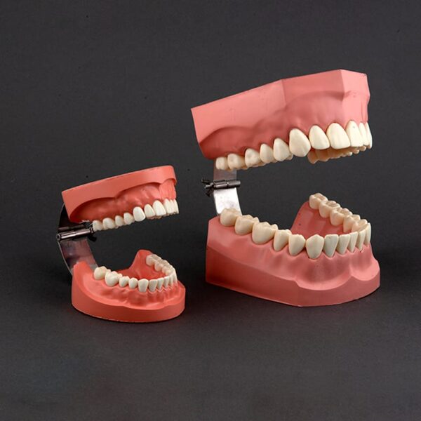 مدل نمایشی بهداشت دهان و دندان X2 با 28 دندان ریشه‌دار و لولا پلاستیکی