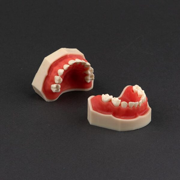 مدل نمایشی اطفال با لثه نرم و دندان های ریشه دار - Image 2