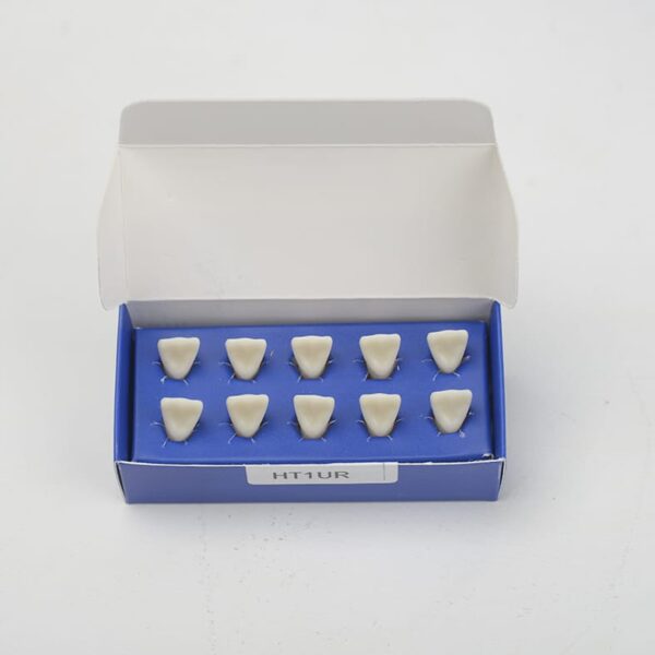 HT1UR تک دندان تمرینی بزرگسال Hoss برای آموزش دندانپزشکی