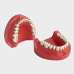 مدل تمرینی پروتز و ترمیمی با لثه سخت