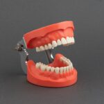 مدل تمرینی پروتز و ترمیمی با لثه سخت   +   آرتیکولاتور