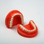 مدل تمرینی پروتز و ترمیمی دندان Hoss