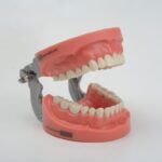 مدل تمرینی پروتز و ترمیمی با لثه سخت (32 عددی) + آرتیکولار