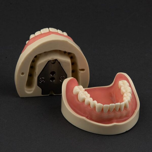 مدل تمرینی پروتز و ترمیمی با لثه نرم (28عددی) - Image 1