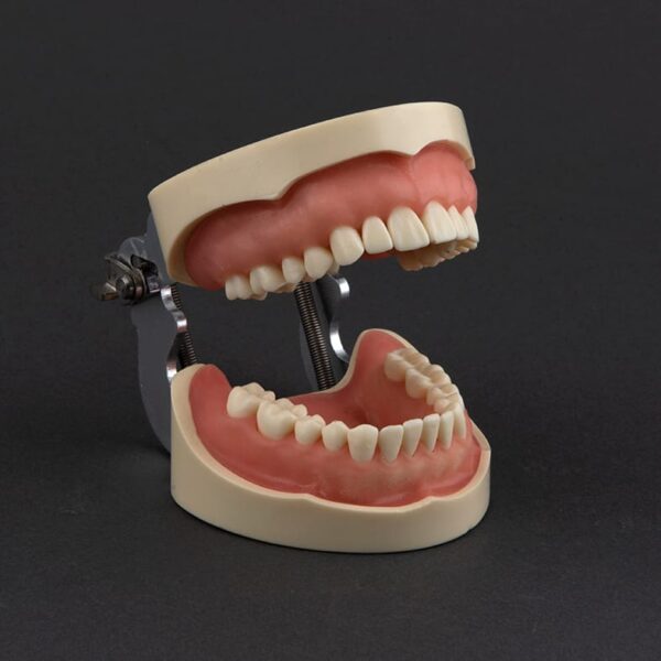 HT208 مدل تمرینی پروتز و ترمیمی با لثه نرم (28 عددی)  +   آرتیکولاتور - Image 1