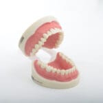 مدل تمرینی پروتز و ترمیمی با لثه نرم 32 عددی برای آموزش دندان‌پزشکی