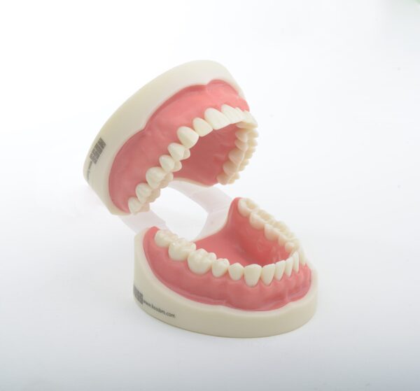 مدل تمرینی پروتز و ترمیمی با لثه نرم 32 عددی برای آموزش دندان‌پزشکی