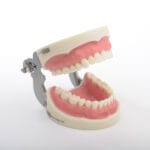 مدل تمرینی پروتز و ترمیمی 32 عددی با لثه نرم و آرتیکولاتور فلزی