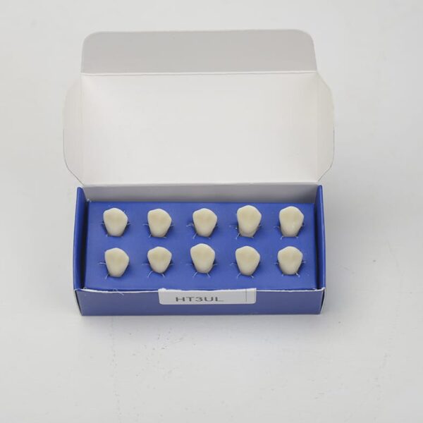 تک دندان اطفال هاس | مدل تمرینی و آموزشی - Image 4