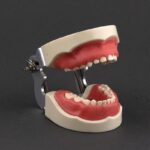 مدل تمرینی اطفال با لثه نرم 24 عددی و آرتیکولاتور فلزی برای آموزش دندان‌پزشکی