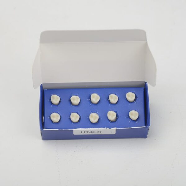 تک دندان اطفال هاس | مدل تمرینی و آموزشی - Image 6