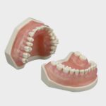 مدل تمرینی پریودنتال با لثه شفاف برای آموزش جراحی لثه