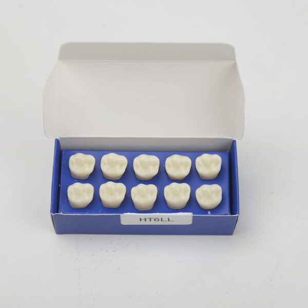 تک دندان اطفال هاس | مدل تمرینی و آموزشی - Image 7