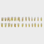 ست دندان ریشه دار تعویضی فک پریو با کدهای HT509-HT512