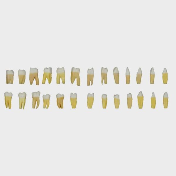 ست دندان ریشه دار تعویضی فک پریو با کدهای HT509-HT512