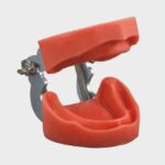 مدل تمرینی بی دندانی بافت سخت به همراه آرتیکولاتور برند Hoss