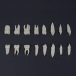 ست آموزشی آناتومی دندان 16 عددی X3 حاس با ریشه‌های آناتومیک