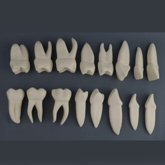 ست آموزشی آناتومیک و ریشهدار دندان 16 عددی X5