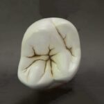 تک دندان آناتومی و ریشه دار با پایه X10 - Image 3