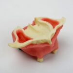 مدل فک بالا پیوند استخوان با سینوس و لثه نرم برای تمرین دندان‌پزشکی