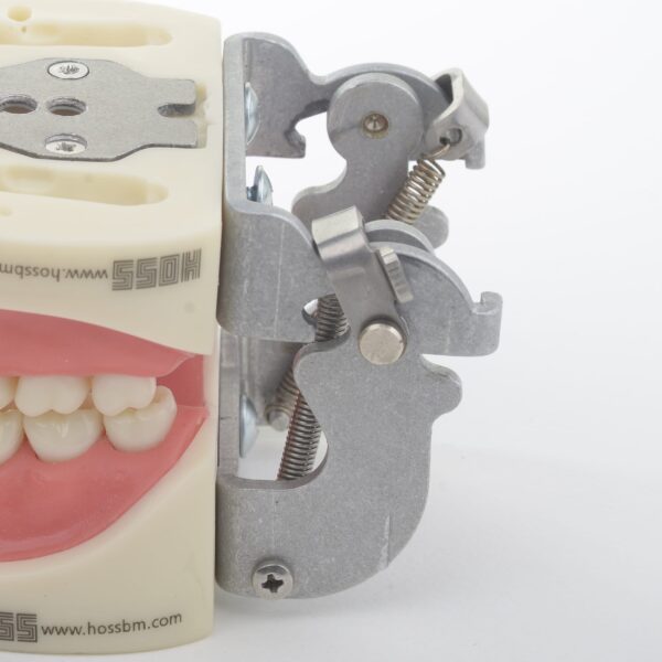 مدل تمرینی پروتز و ترمیمی با لثه نرم 32 عددی و آرتیکولاتور - Image 2