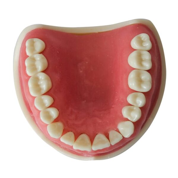 مدل تمرینی پروتز و ترمیمی با لثه نرم فک بالا 16 عددی - Image 2